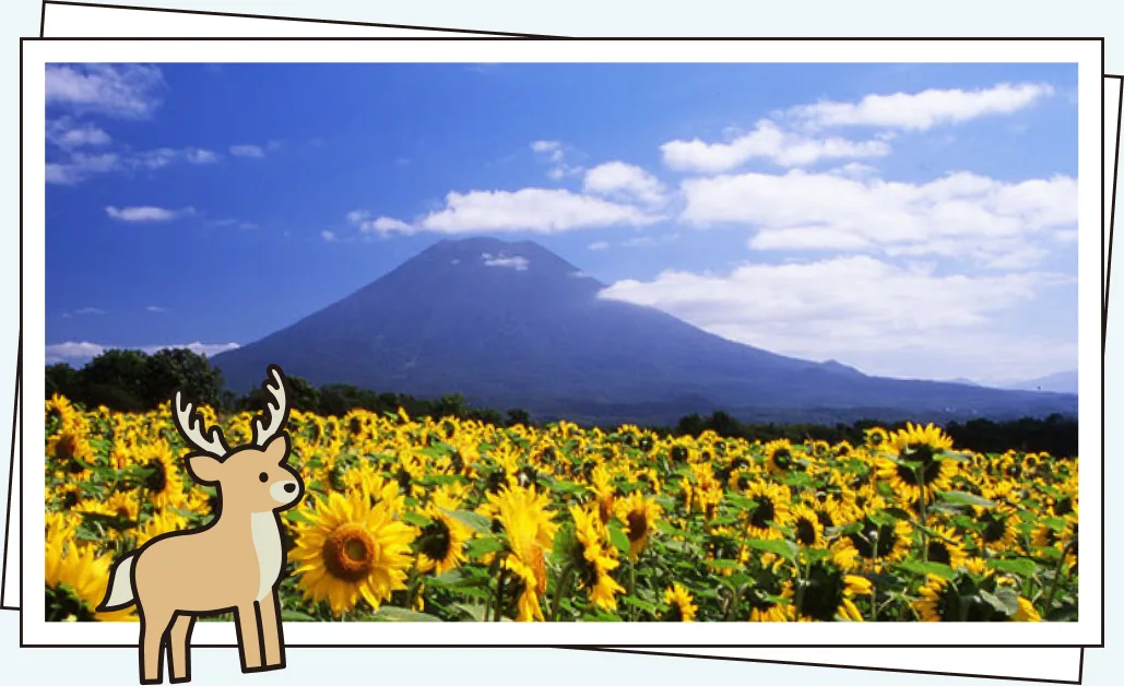 ひまわり畑と羊蹄山